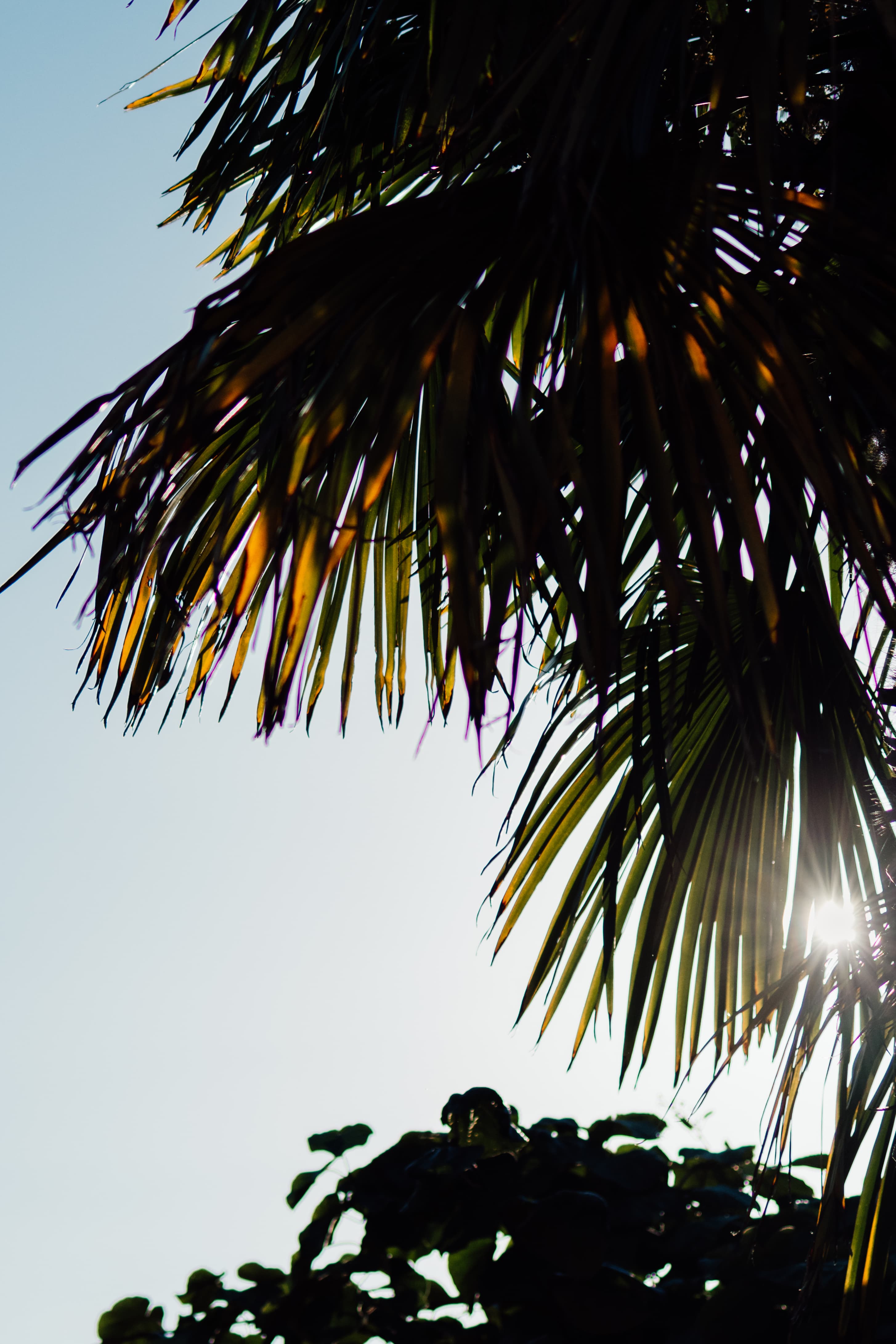 Palms_01_ezlpee