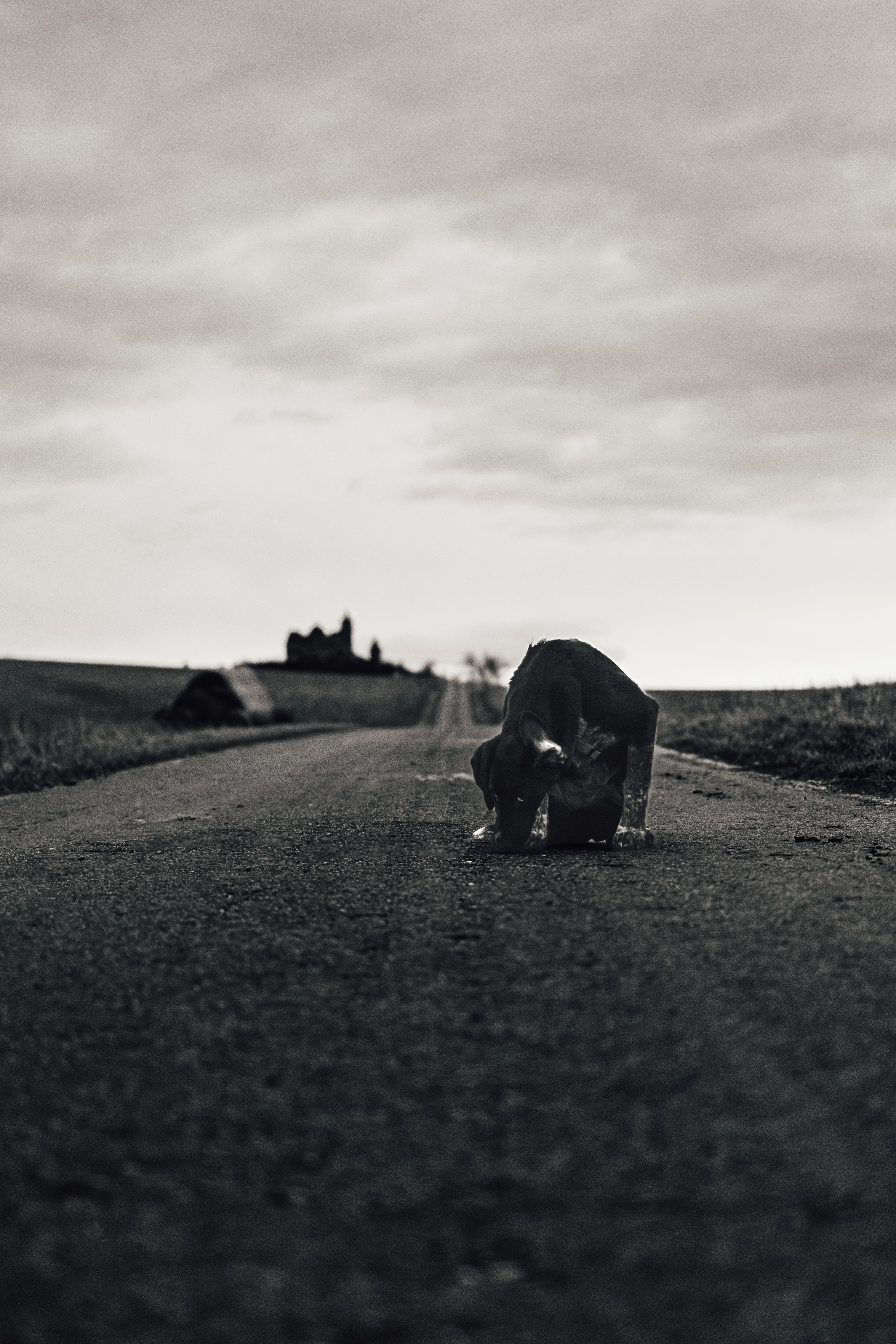 Dog on the Road